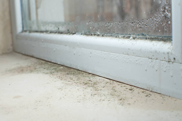 Professional Mold Inspection, Removal & Remediation in Burlington, KY